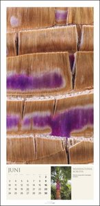 Baum Art Kalender 2024. Lebende Kunstwerke: Bäume mit ungewöhnlichen Rinden, fotografiert von dem französischen Naturfotografen Cédric Pollet. Länglicher Kalender.