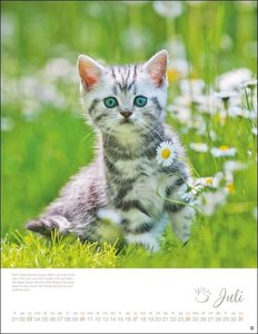 Katzenkinder Posterkalender 2022