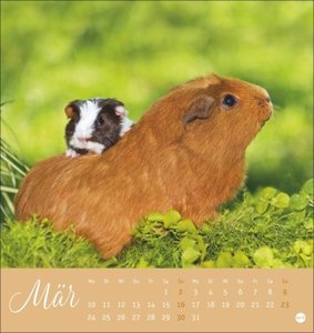 Kuschelige Meerschweinchen Postkartenkalender 2025