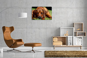 Premium Textil-Leinwand 90 cm x 60 cm quer Ein Motiv aus dem Kalender Ridgebacks - Hunde aus Afrika