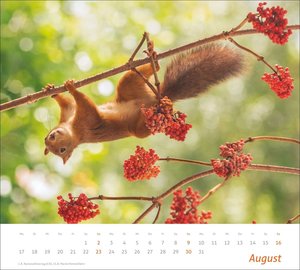 times&more Eichhörnchen Bildkalender 2026