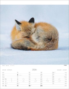 Tiere der Alpen Kalender 2026
