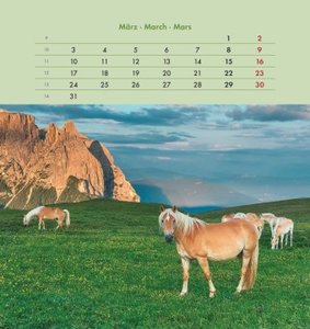 Pferde 2025 - Postkartenkalender 16x17 cm - Horses - zum Aufstellen oder Aufhängen - Monatskalendarium - Gadget - Mitbringsel - Alpha Edition