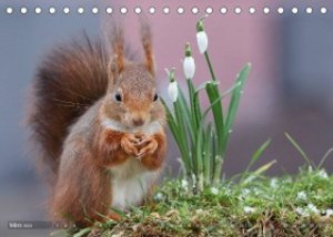 Eichhörnchen Momentaufnahmen fürs Herz (Tischkalender 2023 DIN A5 quer)