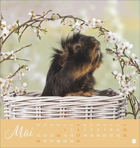Kuschelige Meerschweinchen Postkartenkalender 2026