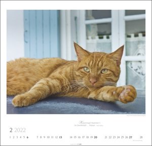 Katzen - Diven auf Samtpfoten Kalender 2022