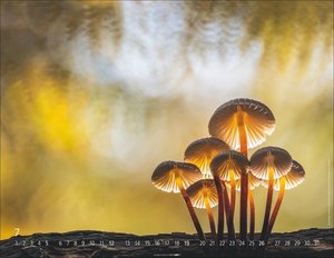 Wunderwelt der Pilze  2026