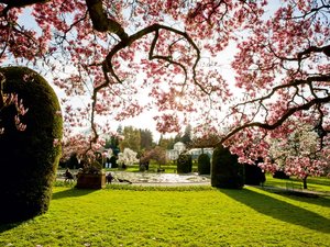 CALVENDO Puzzle Magnolienblüte im Maurischen Garten der Wilhelma 1000 Teile Lege-Größe 64 x 48 cm Foto-Puzzle Bild von Dieterich Werner