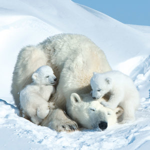 Polar Bears/Eisbärchen 2022