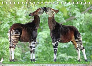 Leben im Urwald: ein Paradies für Tiere (Tischkalender 2022 DIN A5 quer)