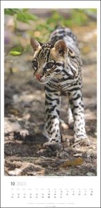 Big Cats Kalender 2023. Große Raubkatzen porträtiert in einem Wandkalender 2023 XXL. Länglicher Kalender mit ausdrucksstarken Fotos von Löwe, Tiger und Co.