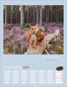 Eichhörnchen Kalender 2026