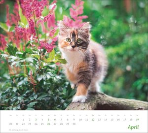 times&more Katzen Bildkalender 2026