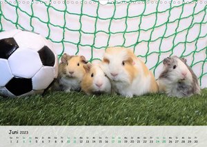 Meerschweinchen 2023 - bezaubernd, hinreißend, entzückend (Wandkalender 2023 DIN A3 quer)