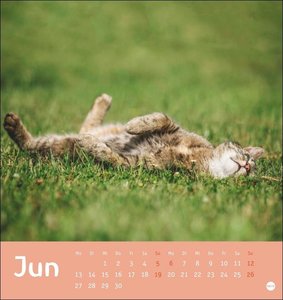Tierisch entspannte Katzen Postkartenkalender 2022