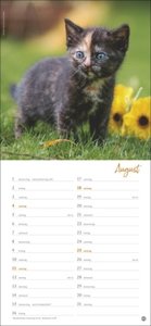 Katzen slim - Auf sanften Pfoten Kalender 2024. Tierkalender mit viel Platz für Termine und Notizen und unwiderstehlichen Katzenfotos. Dekorativer Langplaner für Übersicht und Organisation.