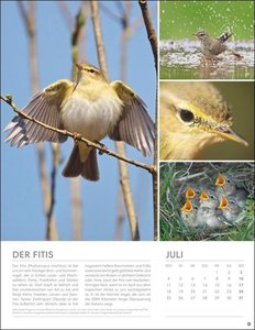 Vögel in unseren Gärten Posterkalender 2022