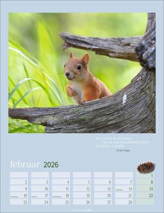 Eichhörnchen Kalender 2026