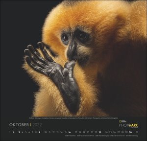Arche der Tiere National Geographic Kalender 2022