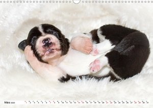 Gehütet wird später - Border Collie Welpen