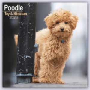 Toy and Miniature Poodle - Toypudel und Zwergpudel 2023 - 16-Monatskalender