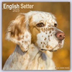 English Setter - Englisch Setter 2023 - 16-Monatskalender