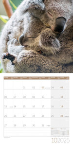 Koalas Kalender 2025 - 30x30