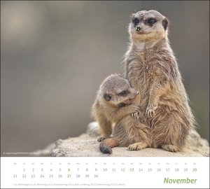 times&more Erdmännchen Bildkalender 2022