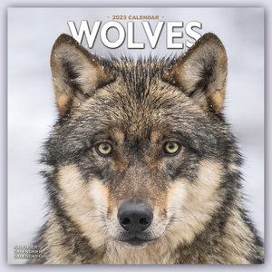 Wolves - Wölfe 2023 - 16-Monatskalender