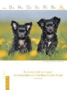 Literaturkalender Hunde 2024