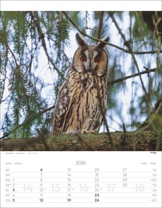 Tiere der Alpen Kalender 2026