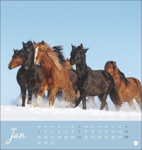 Pferde - Starke Freunde Postkartenkalender 2024. Pferdefotografin Sabine Stuewer setzt die edlen Tiere in einem kleinen Kalender perfekt in Szene. Hochwertiger Postkarten-Fotokalender.