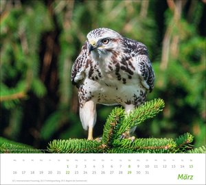times&more Heimische Tiere Bildkalender 2026