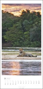 Big Cats Kalender 2022