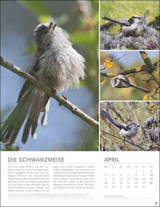 Vögel in unseren Gärten Posterkalender 2022