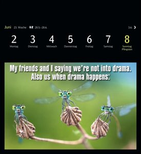 Animal Memes Postkartenkalender 2025 - 53 tierisch witzige Postkarten