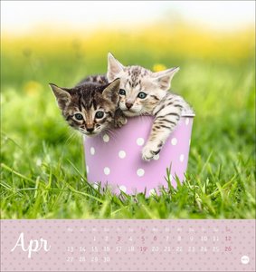 Katzen Postkartenkalender Kleine Tiger 2026