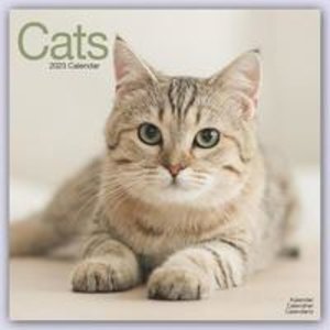 Cats - Katzen 202 - 16-Monatskalender