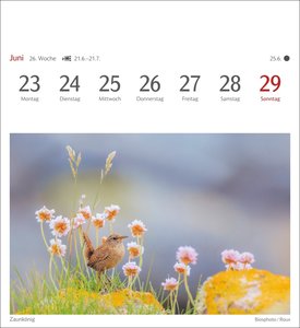 Heimische Vögel Postkartenkalender 2025