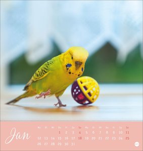 Freche Wellensittiche Postkartenkalender 2026