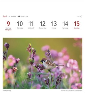 Heimische Vögel Postkartenkalender 2025 - Wochenkalender mit 53 Postkarten