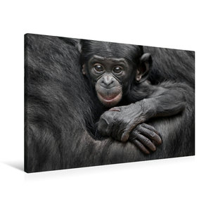 Premium Textil-Leinwand 90 cm x 60 cm quer Bonobo XEKELE