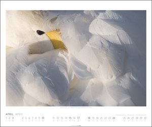 Welt der Vögel Kalender 2022