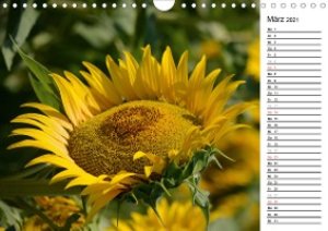 Ein Jahr lang Sonnenblumen (Wandkalender 2021 DIN A4 quer)