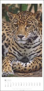 Big Cats Kalender 2022