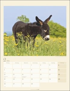 Esel Kalender 2024. Jahres-Wandkalender 2024 mit Fotos von Jean-Louis Klein und Marie-Luce Hubert. Tierkalender mit süßen Eselfotos. Planer mit Platz zum Eintragen. Hochformat 30x39 cm