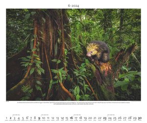 Regenwald 2024 - Bild-Kalender - Poster-Kalender - 60x50