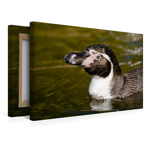 Premium Textil-Leinwand 45 cm x 30 cm quer Humboldt-Pinguin - Spheniscus humboldti