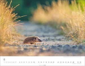 Heimische Wildtiere 2026