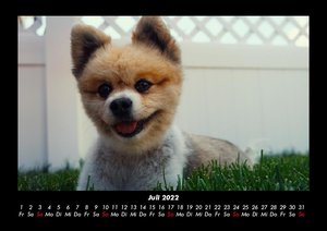 Der Hundekalender 2022 Fotokalender DIN A3